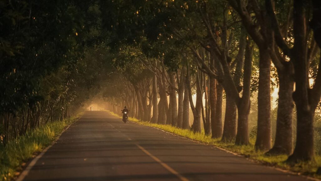 Tree-lined avenue by Thai Watsadu, Ban Po/Na Yong, Trang